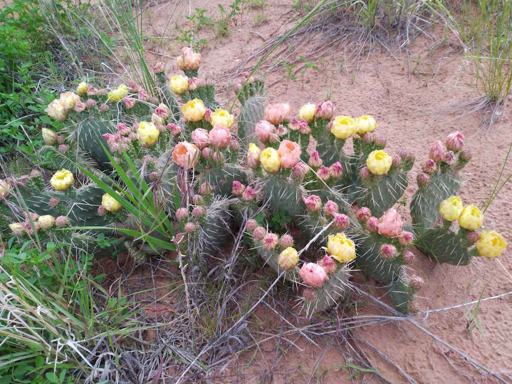 Desert Flower 3